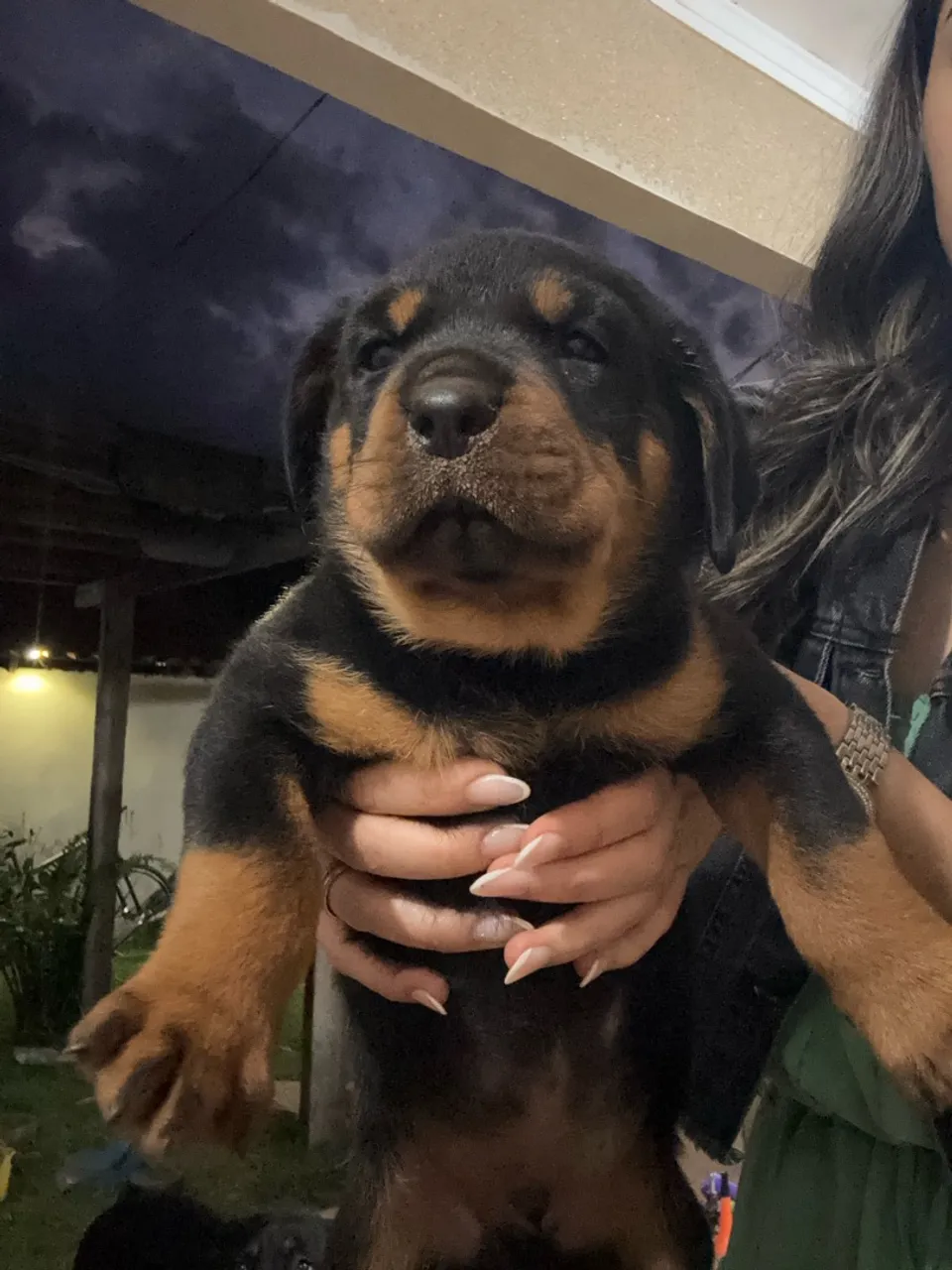 Filhote de Rottweiler disponível