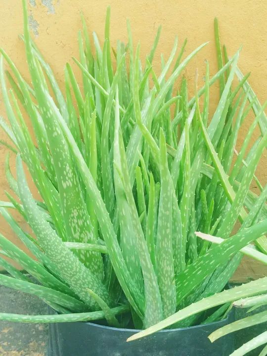 Mudas de Aloe Vera Babosa - Foto 5