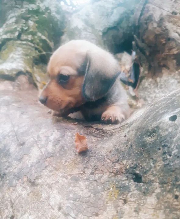 Filhote de Dachshund - Foto 4