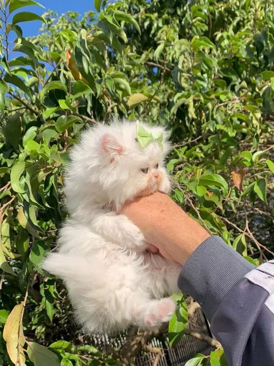 Gatinha Persa Branco  - Foto 3