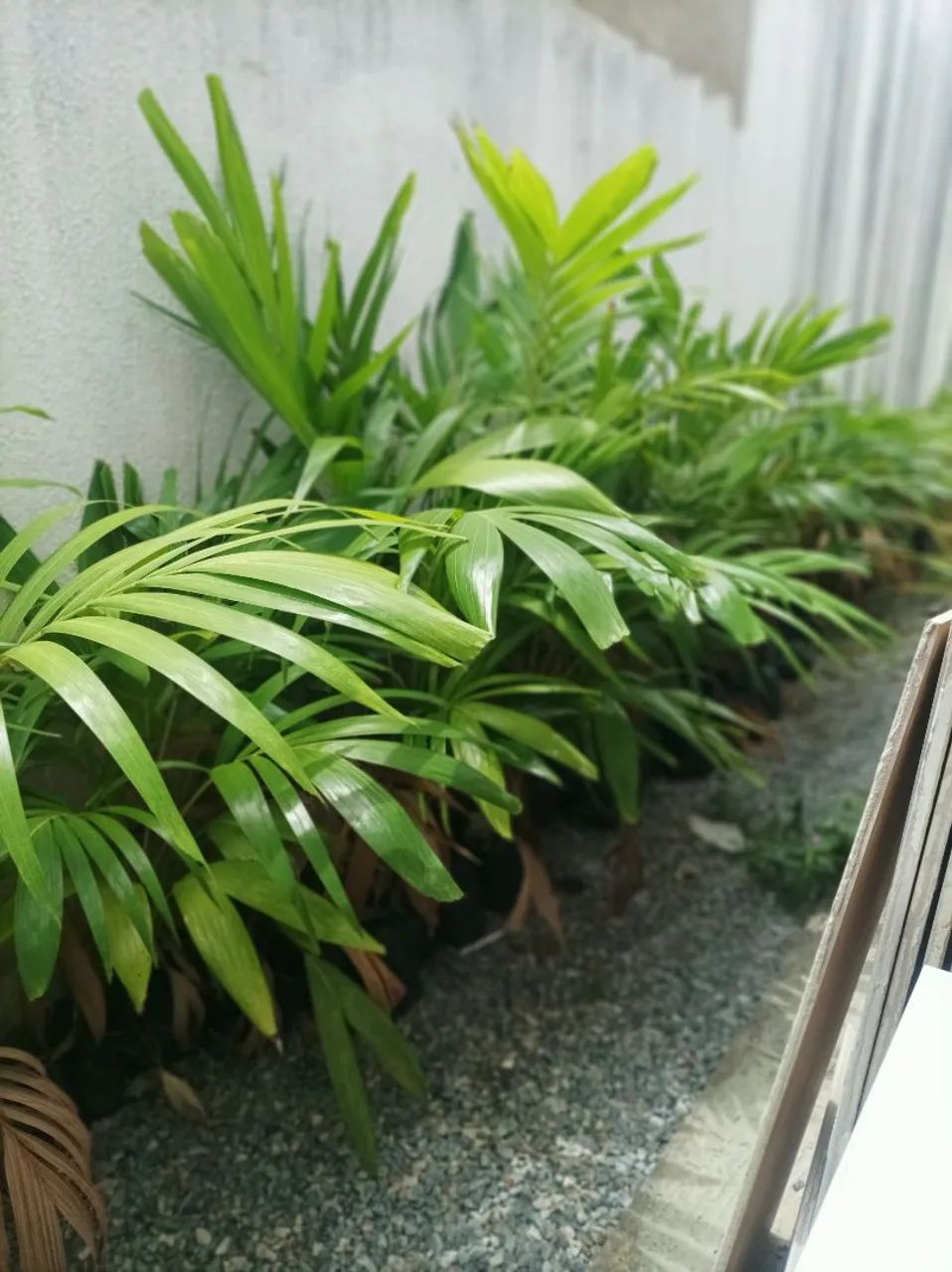 Mudas de Palmeira mini imperial  - Foto 3