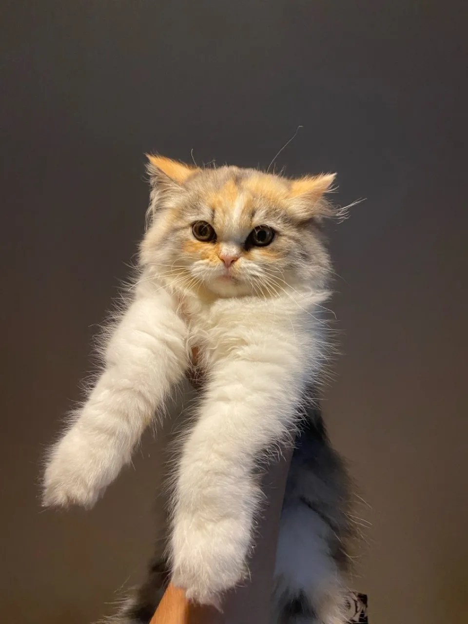 Gatinho Persa com Pelagem Tricolor - Fofo e Charmoso!
