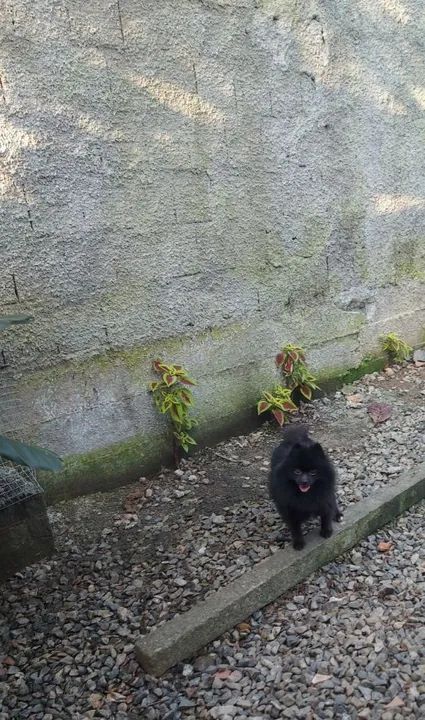 Spitz alemão fêmea  - Foto 4