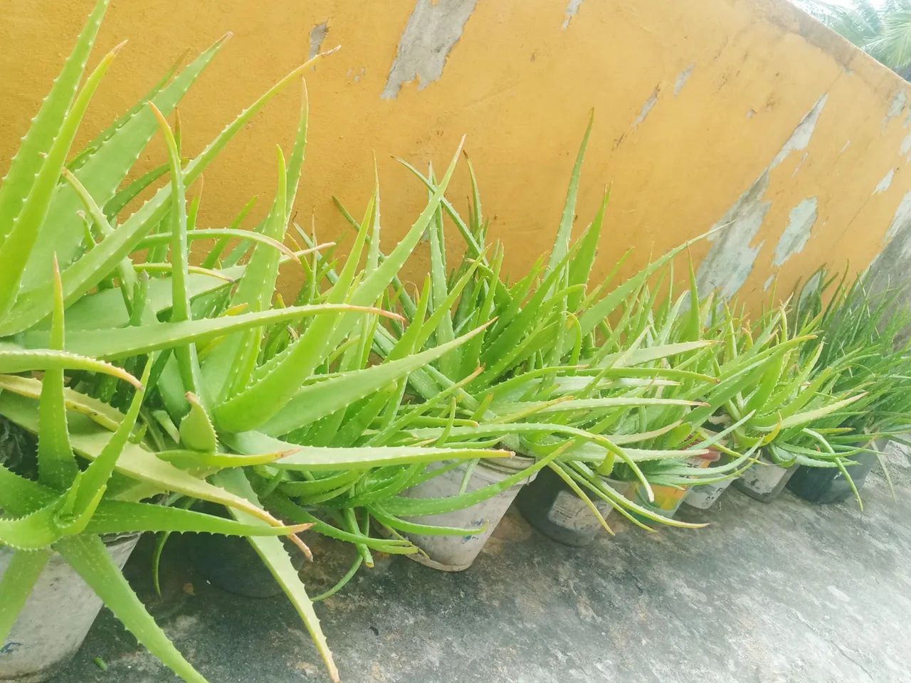 Mudas de Aloe Vera Babosa - Foto 4