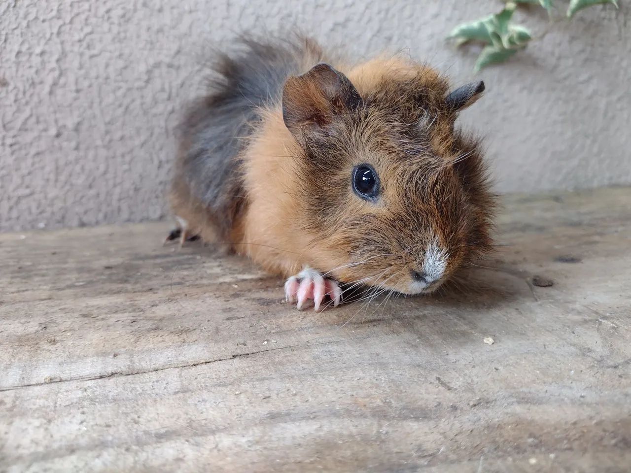 Porquinhos da índia  - Foto 5