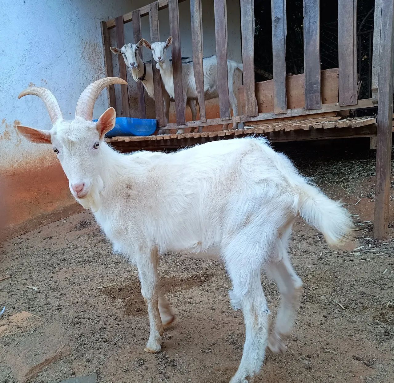 Bode Saanen para venda - Foto 3