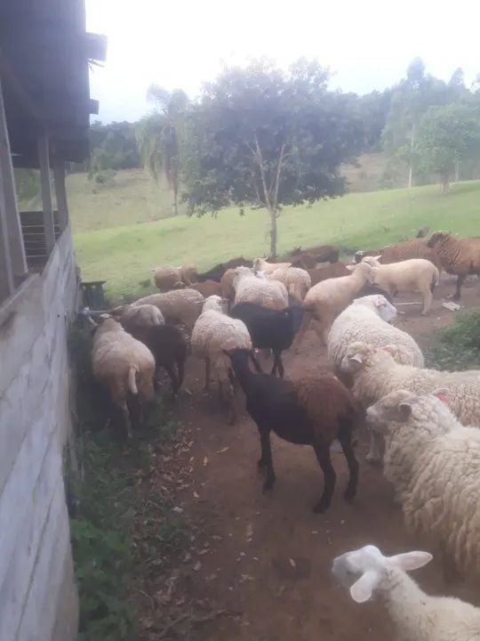 Ovelhas, carneiro, borrego, carneira