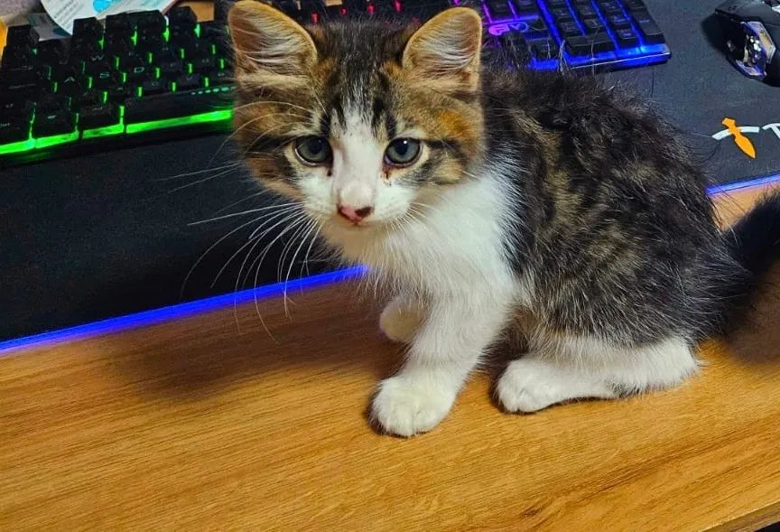 Gatinho macho 