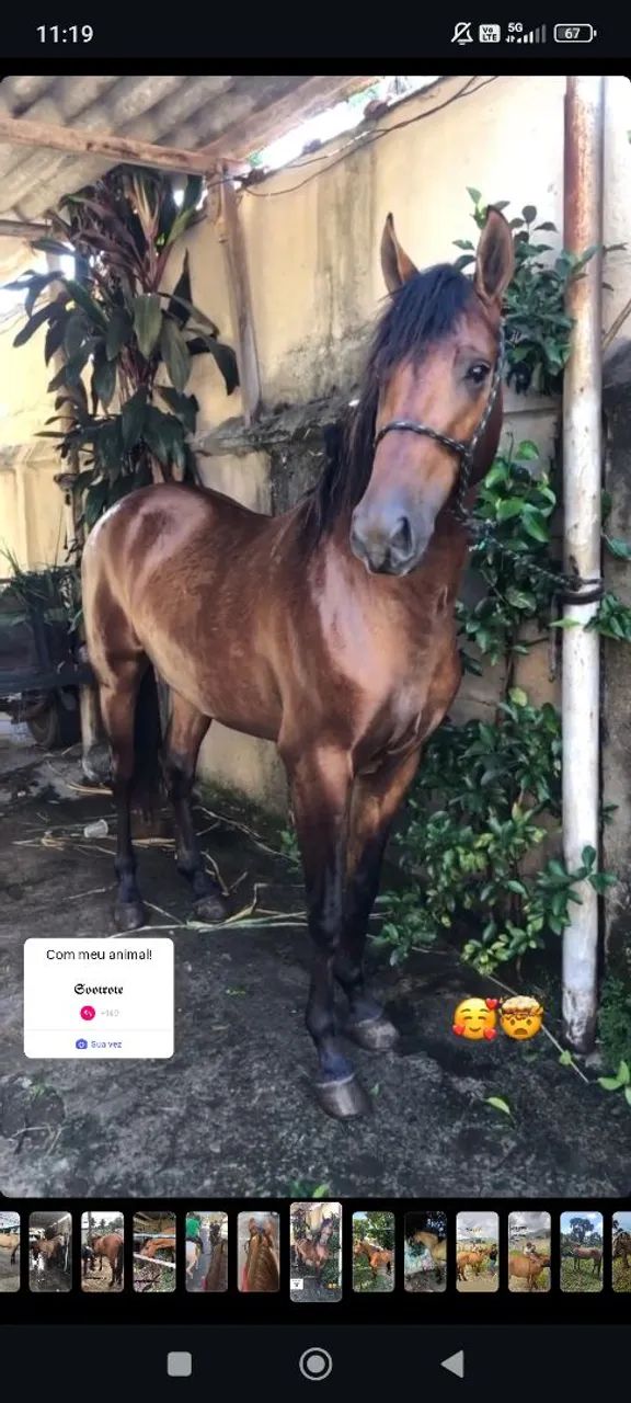 Cavalo mangalarga 6 anos marcha picada  - Foto 5