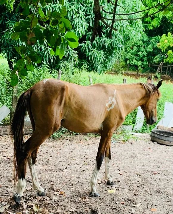 Cavalo campolina com 26 meses  - Foto 4
