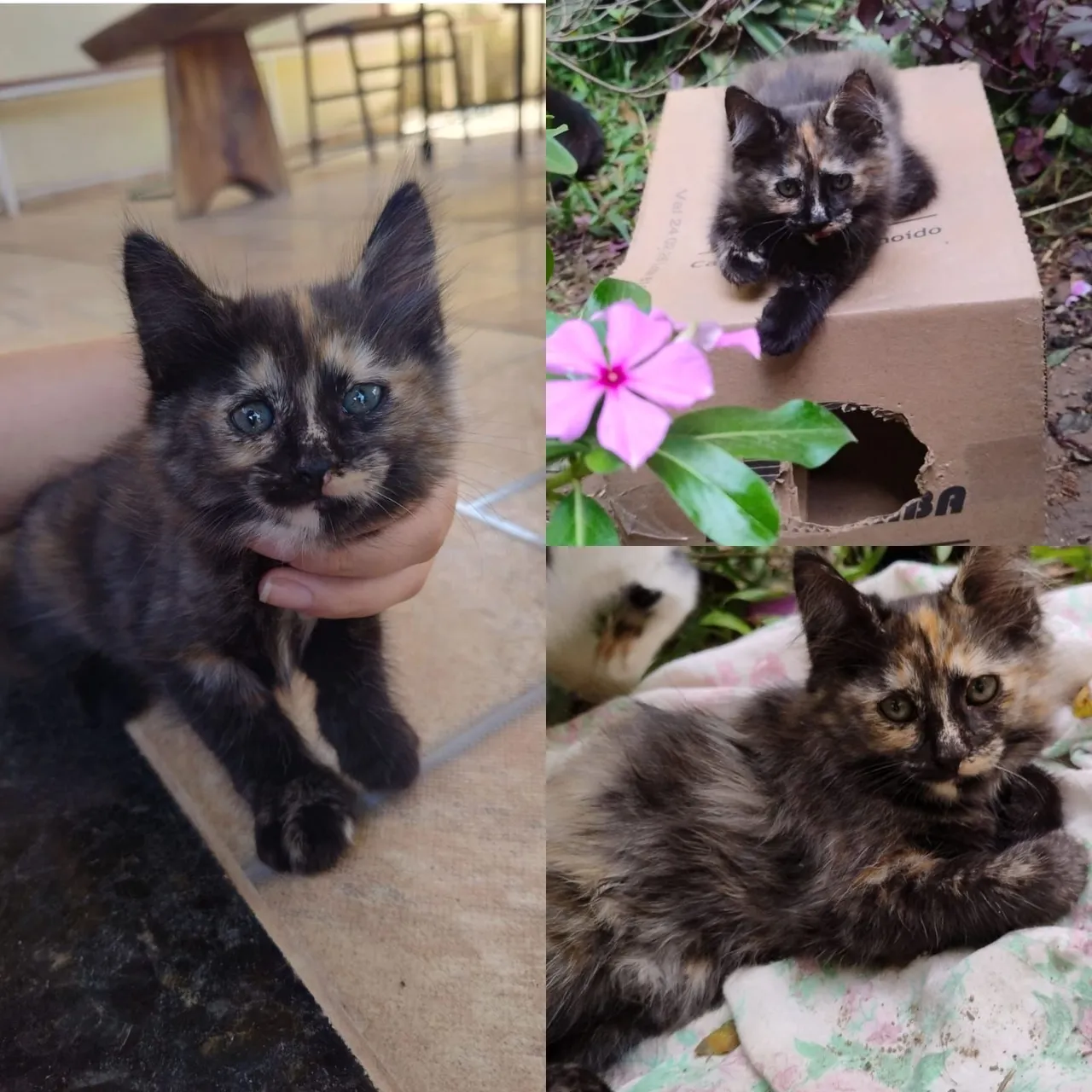 Gatinha Calico Fofinha para Adoção