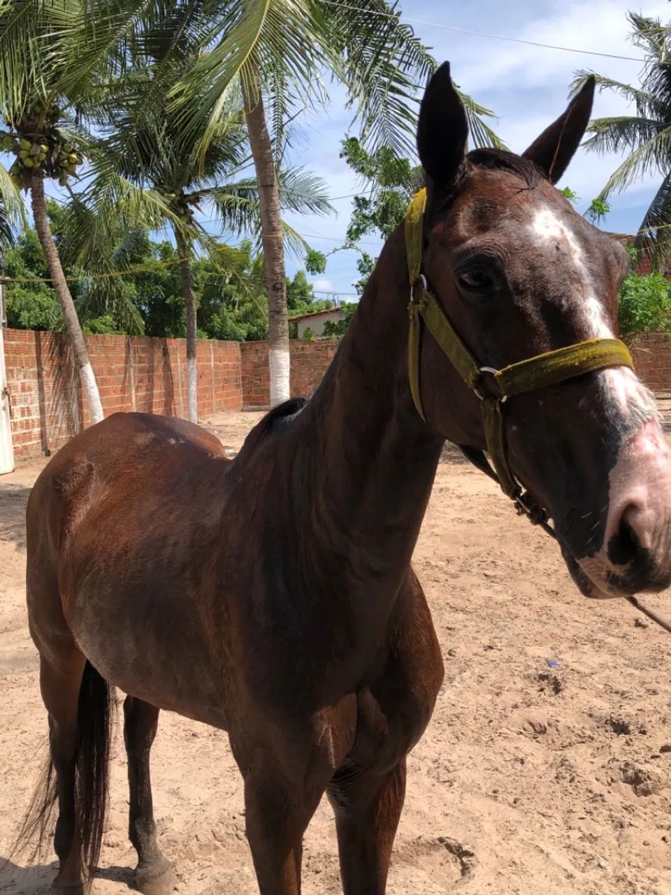 Cavalo de esquerda - Foto 3