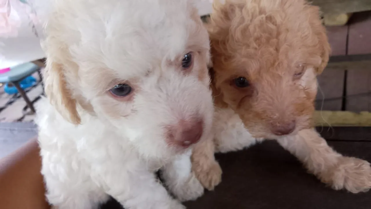 Filhotes de Poodle Miniatura