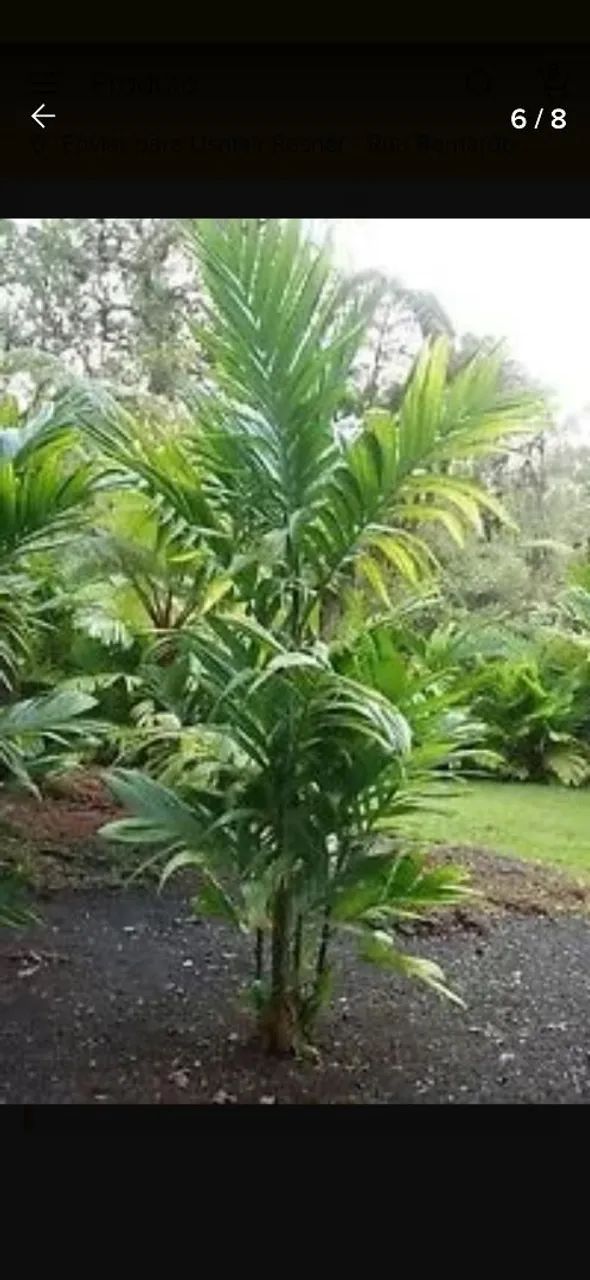 Vendo mudas de palmeira areca trianda.