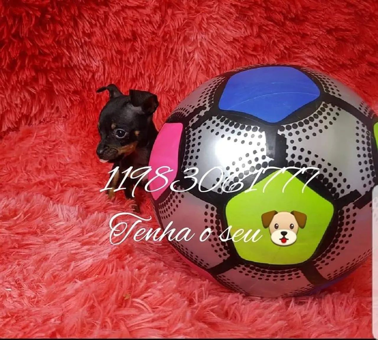 mini coelho anão fofura ,mini pincher puro - Foto 6