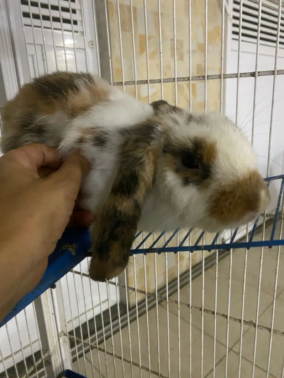 Coelho Mini lop  - Foto 4