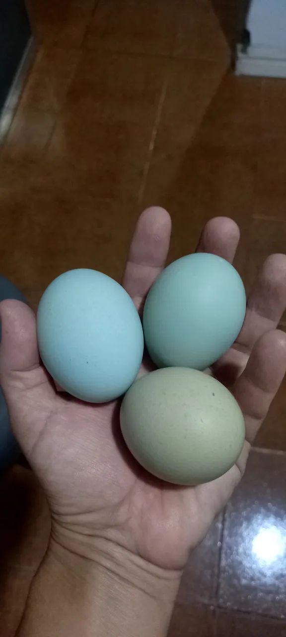 Ovos galados! - Foto 4