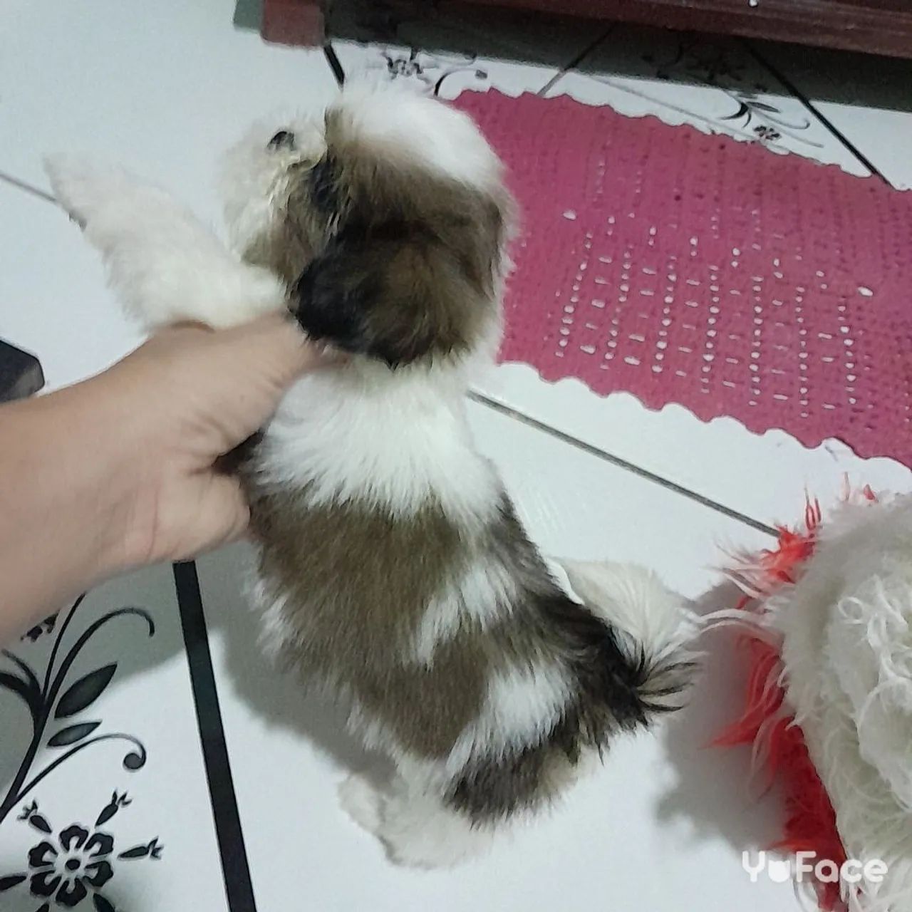 Shih Tzu Fêmea  - Foto 2