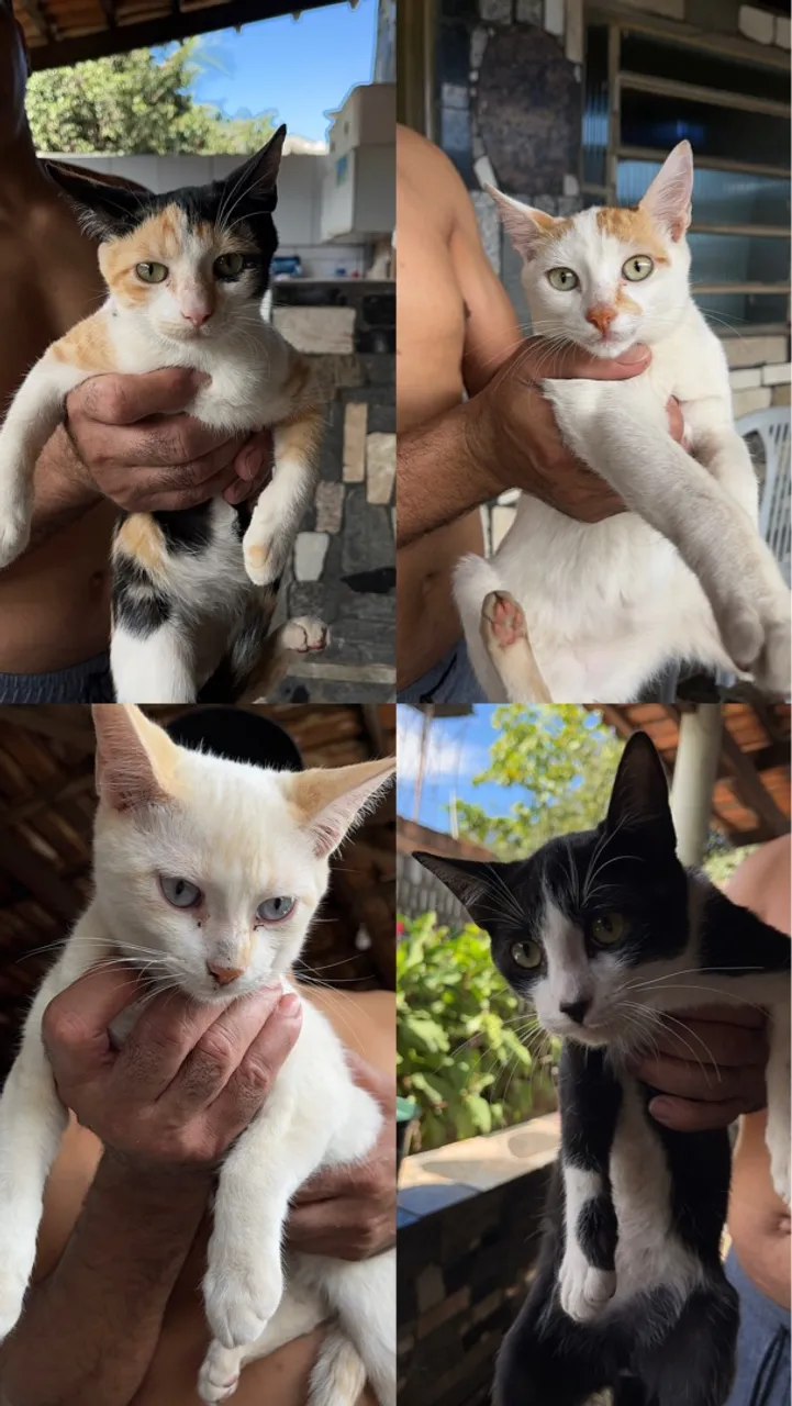Gatinhos para doação
