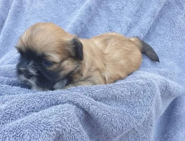 Lhasa Apso Miniatura Macho Compacto e Muito Brincalhão