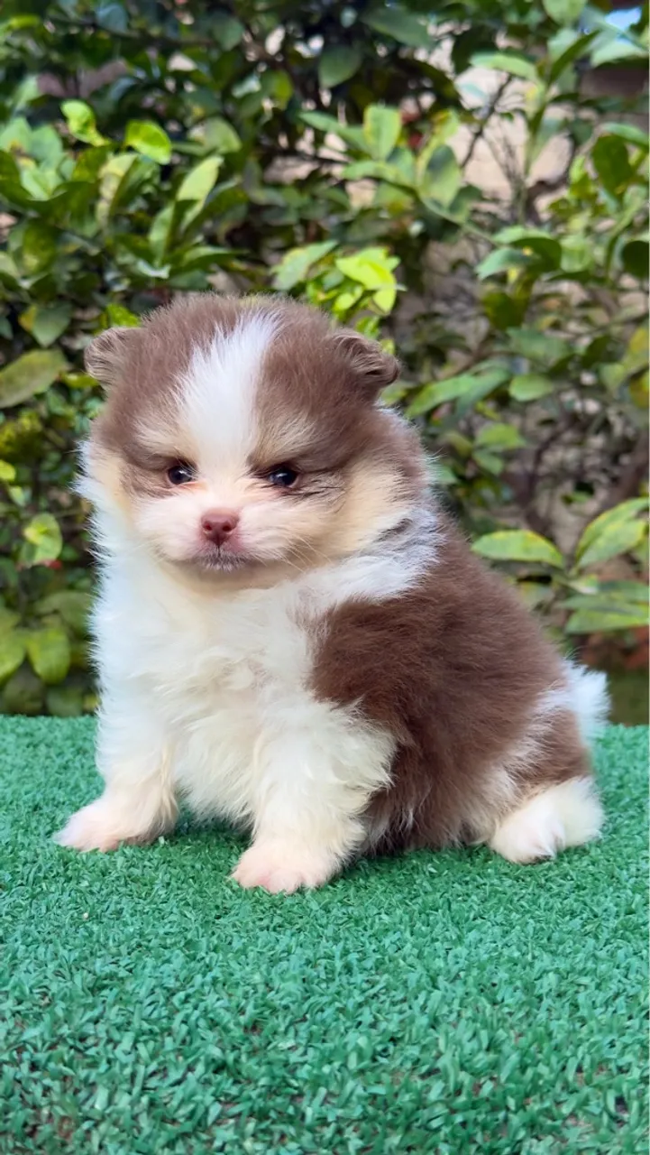 Spitz macho tricolor