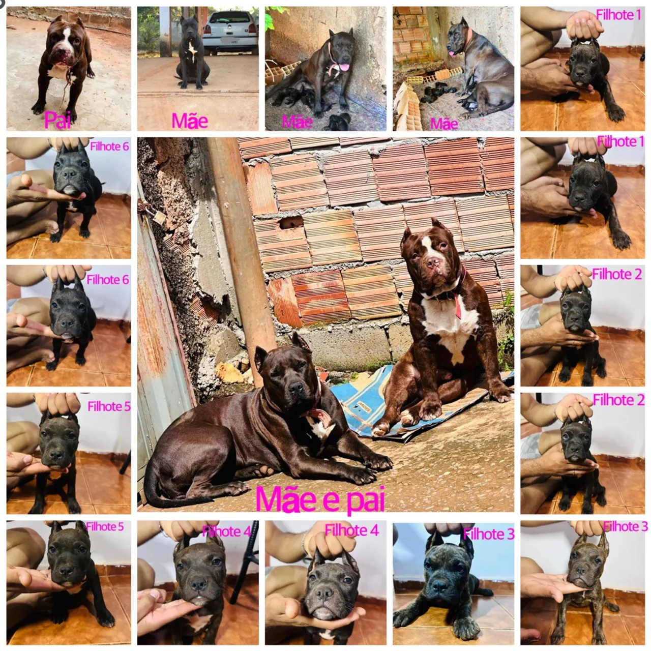 Filhotes Pitbull - Linhagem de Qualidade