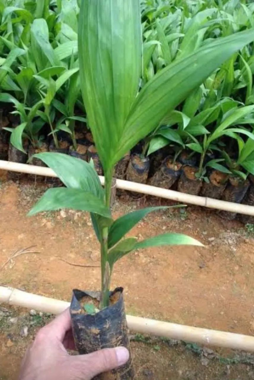 Mudas de Pupunha da Gorda - Foto 4