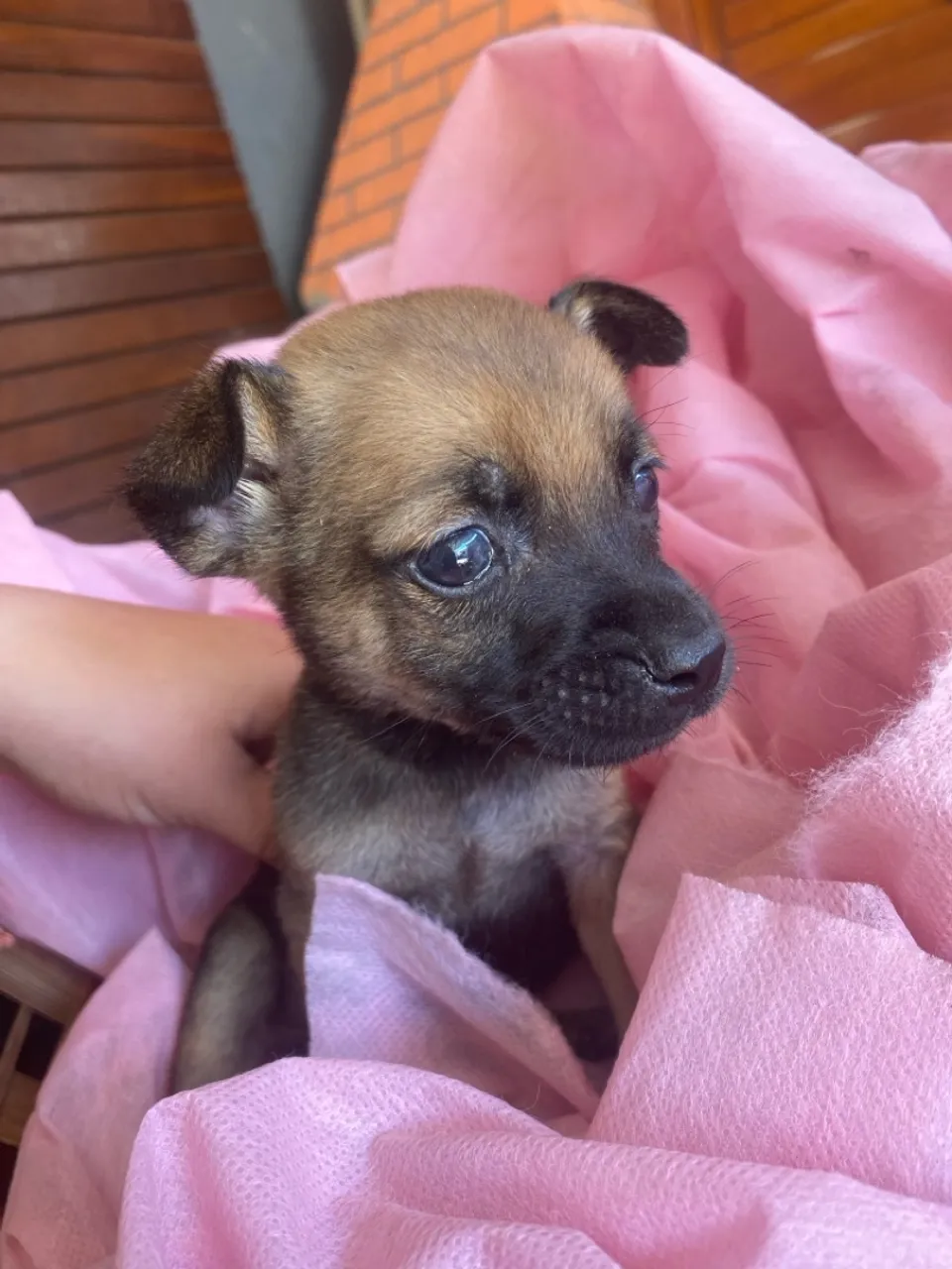 Chihuahua