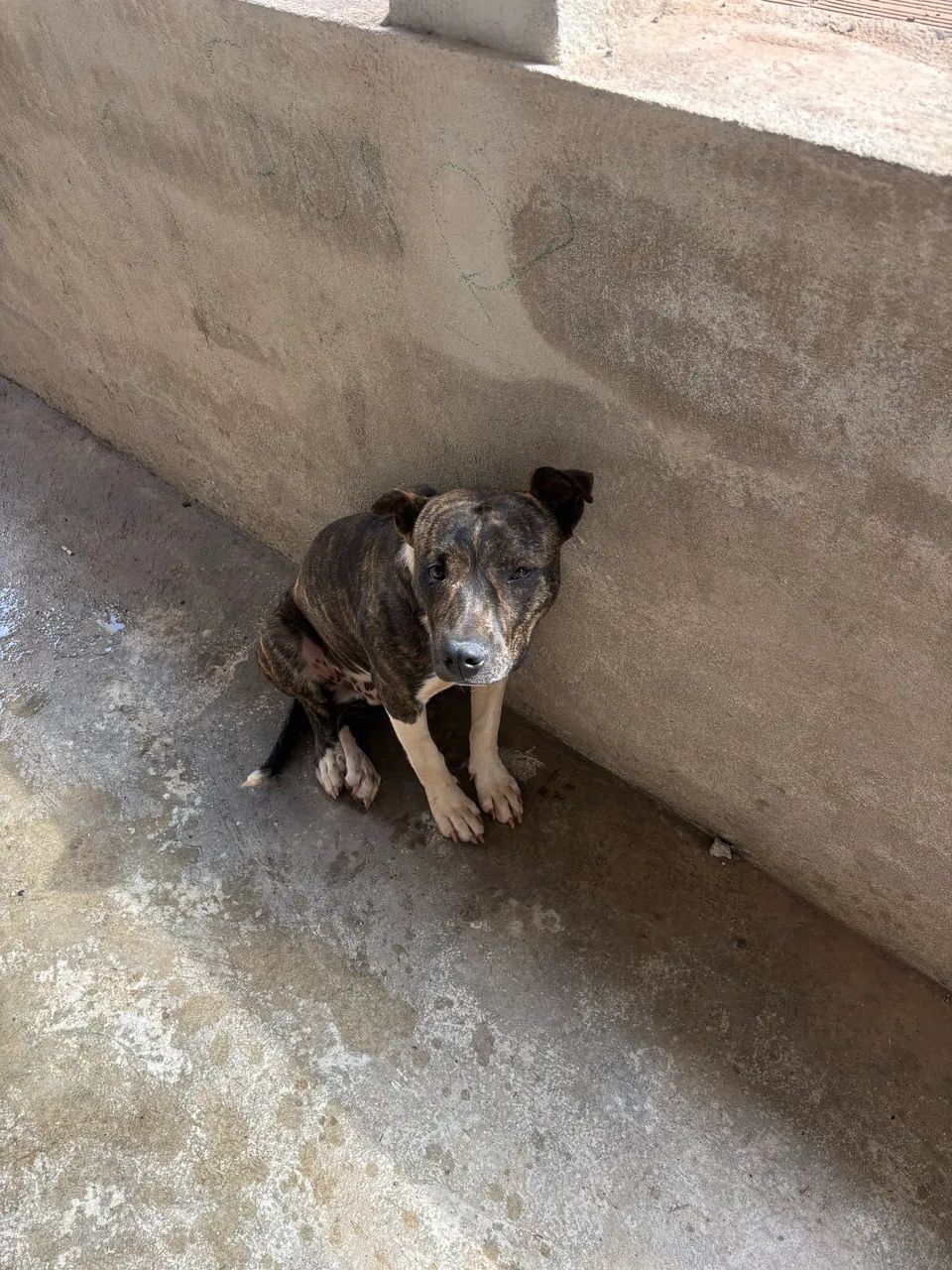 Doacao de cachorro americn bully com pitbull  - Foto 3