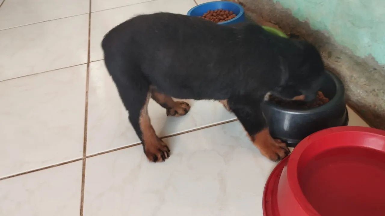 Filhote de Rottweiler macho  - Foto 5