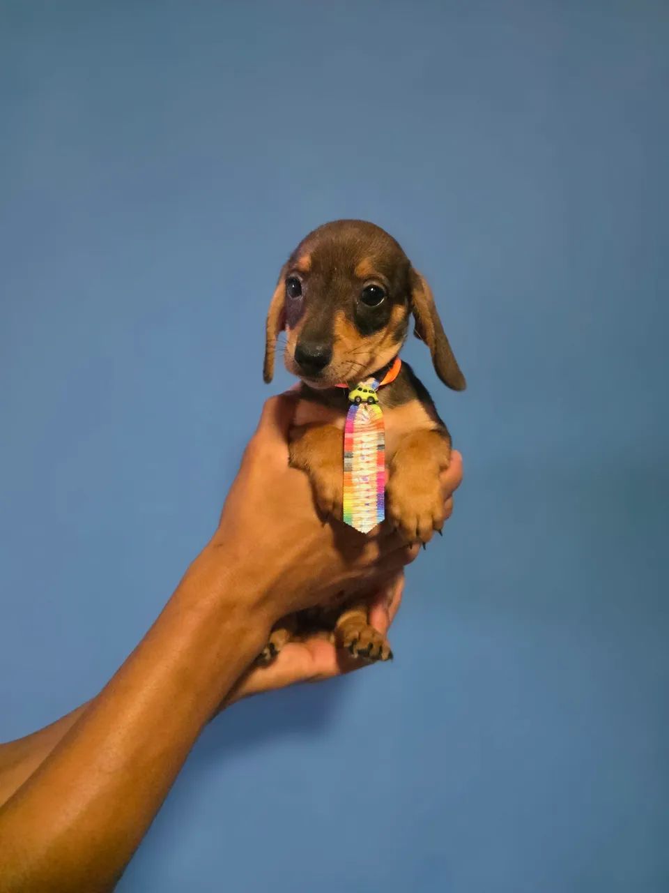 Dachshund  - Foto 2