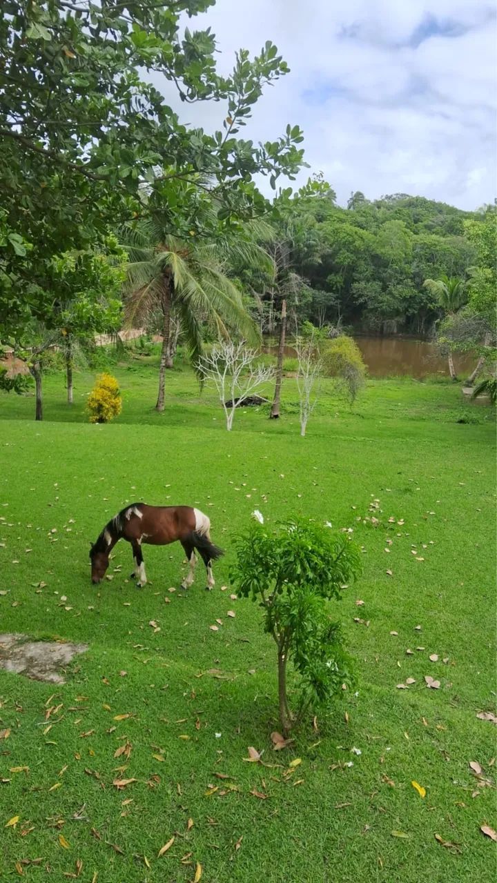 Sítio Barra de Jacuipe  - Foto 3