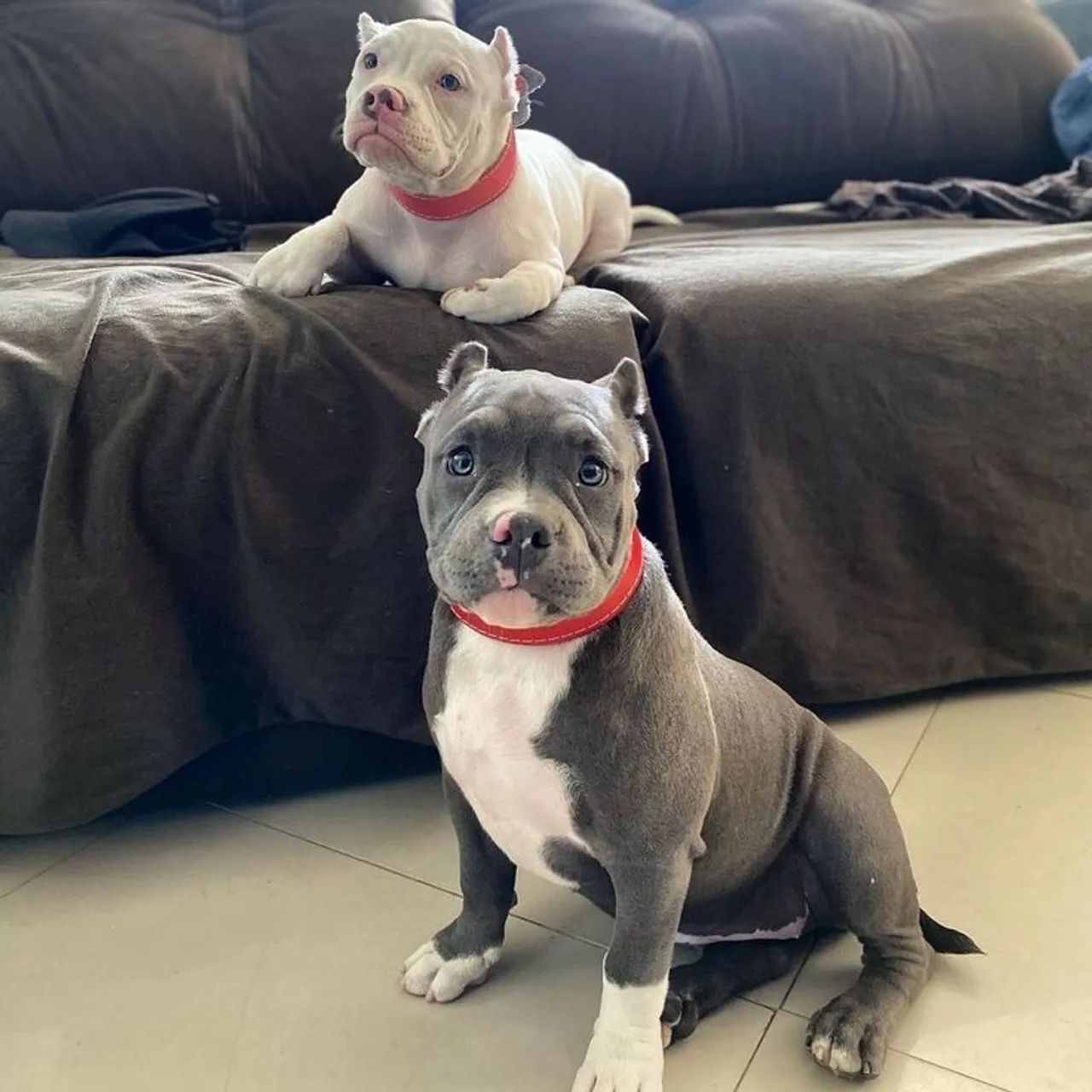 American Bully - Um Amigo Para Compartilhar 