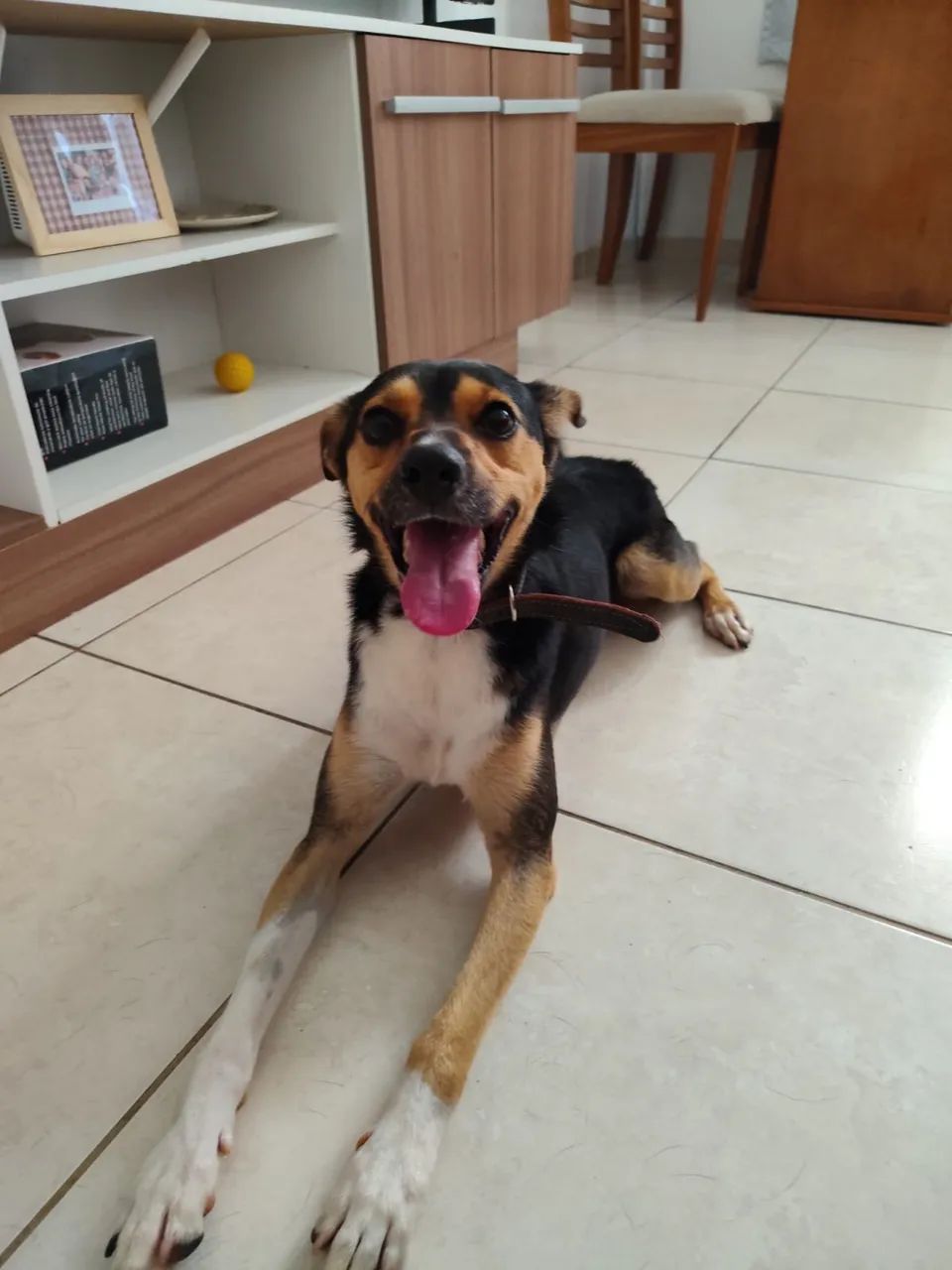 Cachorro dócil procurando um lar  - Foto 3