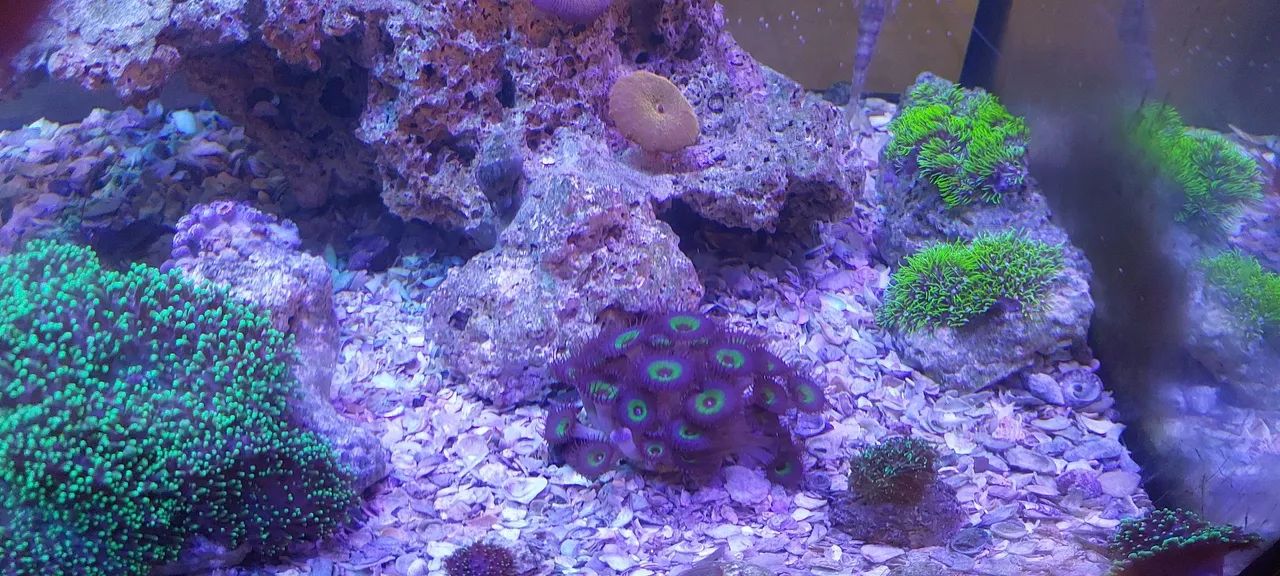 Aquario completo - Foto 4