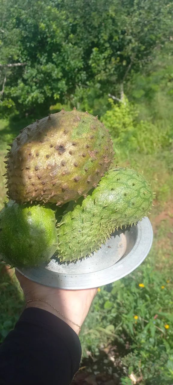 Chácara a venda! - Foto 3