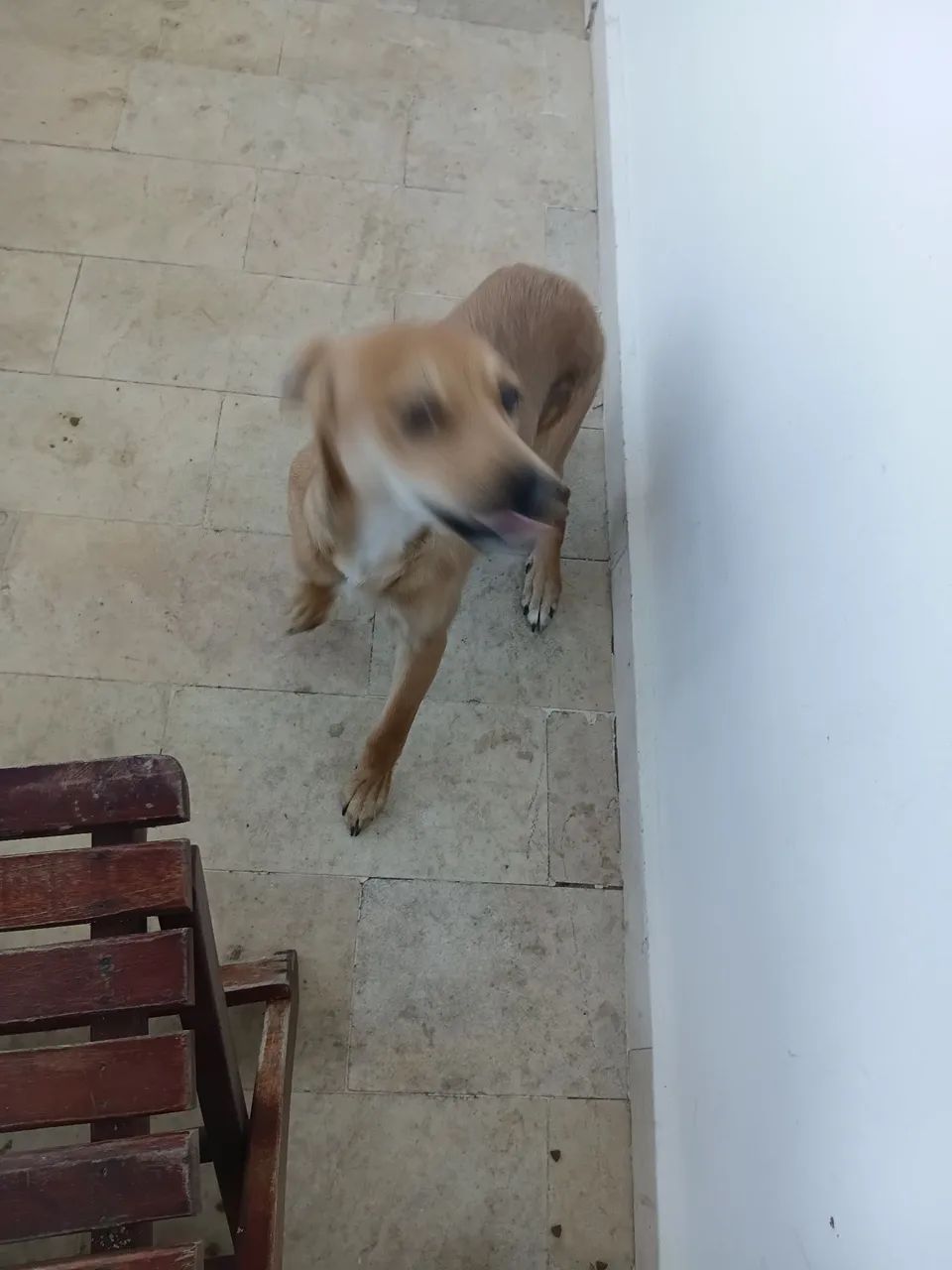 Doa-se um cão 