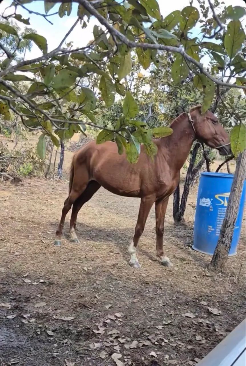 Vendo cavalo - Foto 2