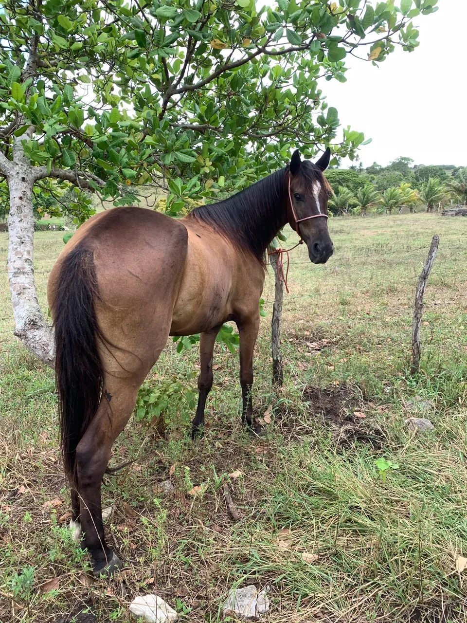 Cavalo mangalarga  - Foto 2