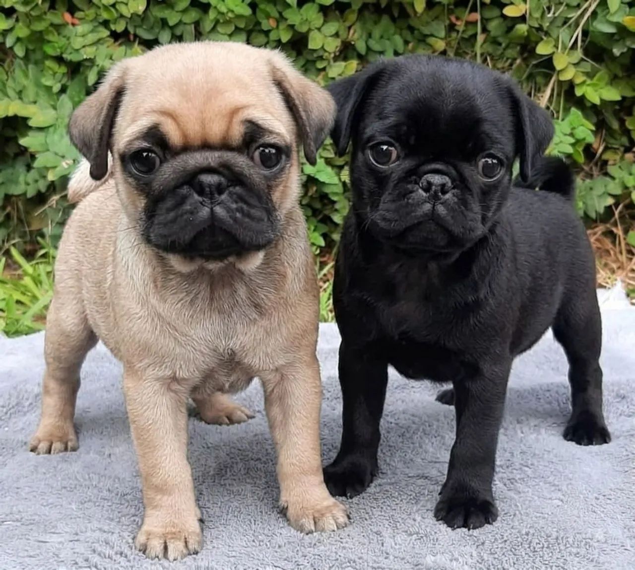 PUG MACHO E FÊMEA 
