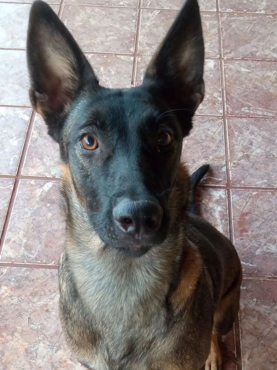 ADOÇÃO RESPONSÁVEL - Pastor Belga Malinois