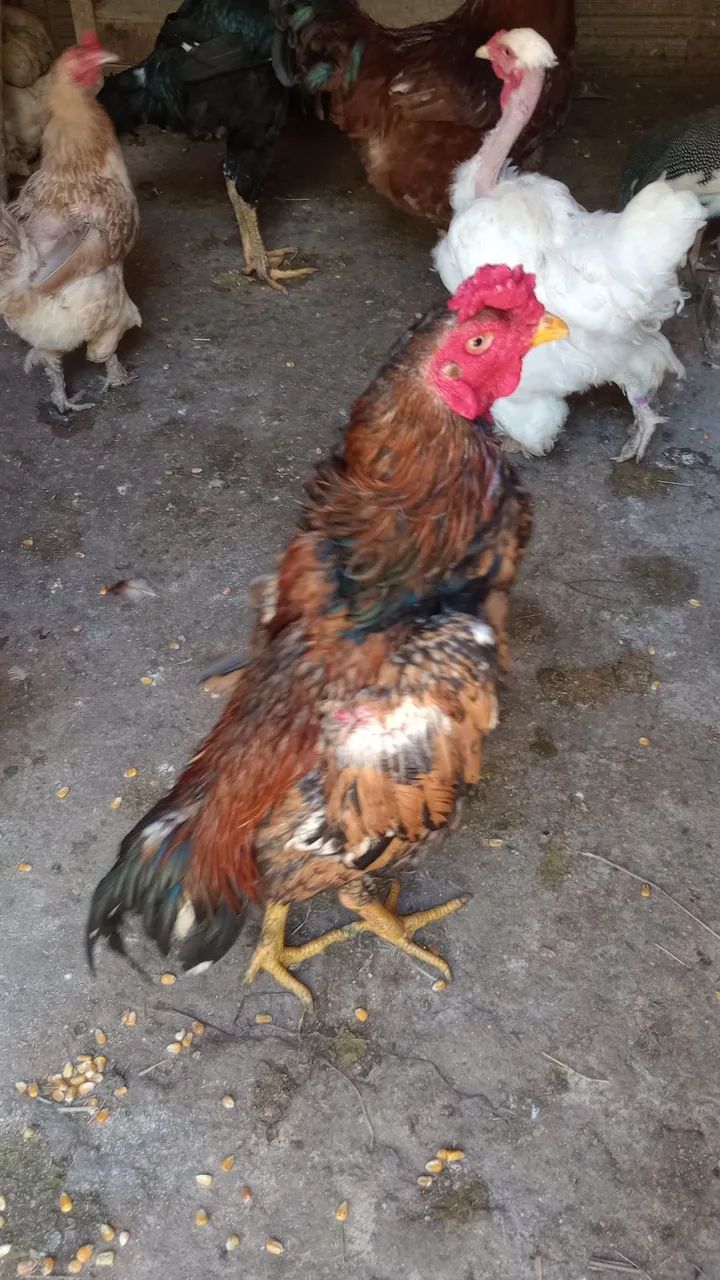 Galo índio puro  - Foto 3