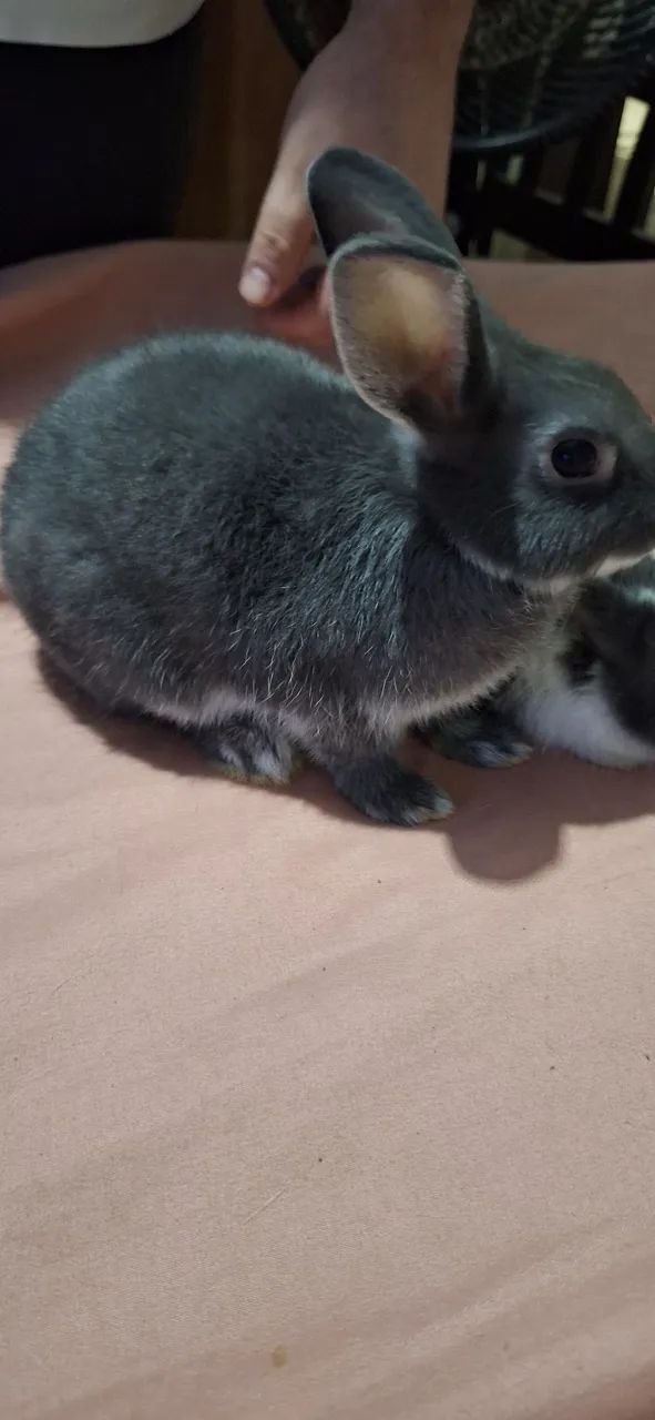 Coelhos 415075060145213442