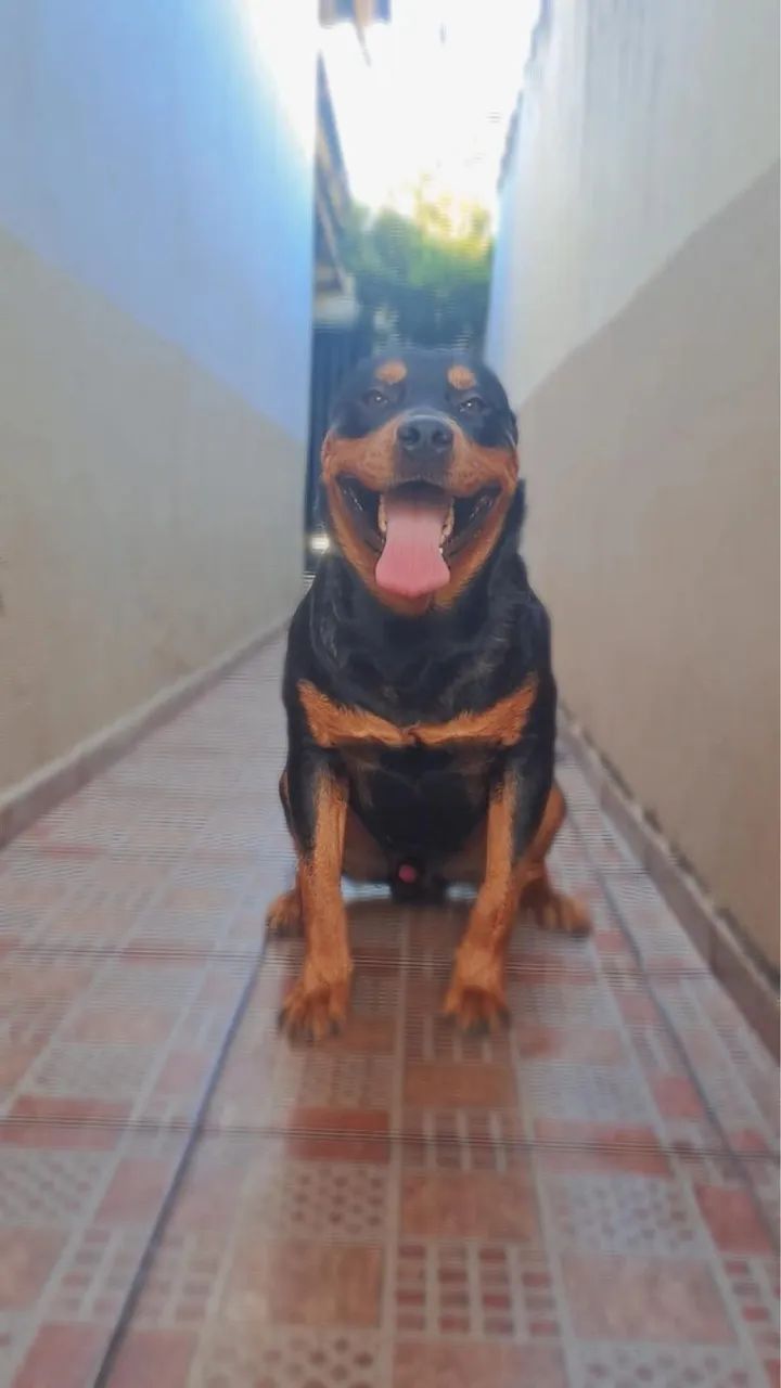 ROTTWEILER MACHO CRUZAR - Foto 3