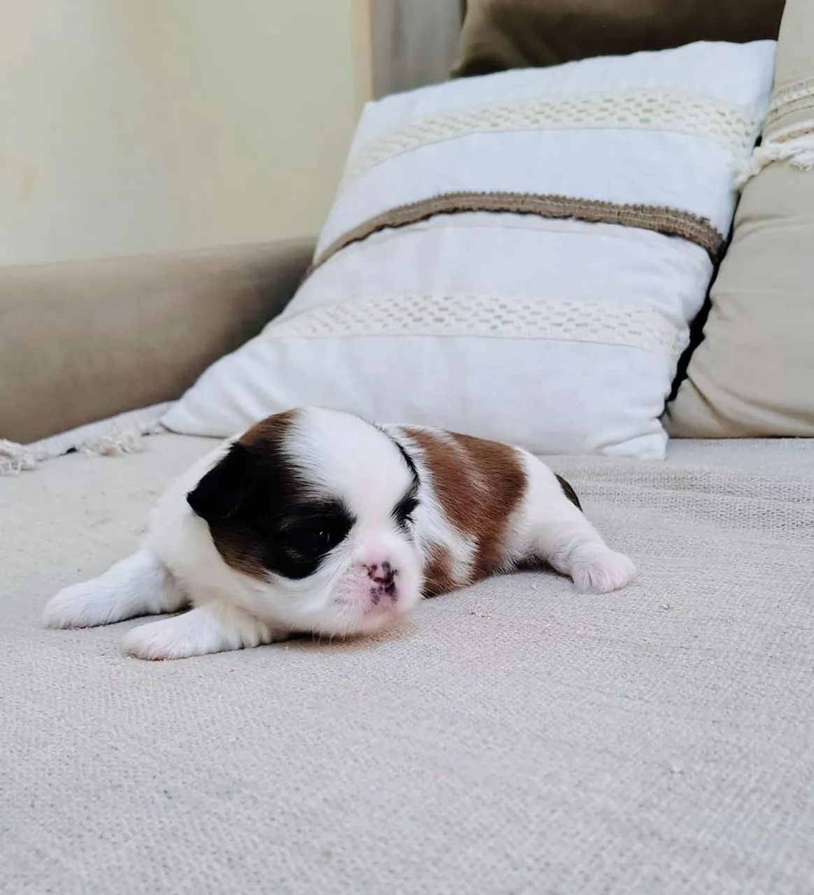 Shih Tzu micro legítimo  - Foto 5