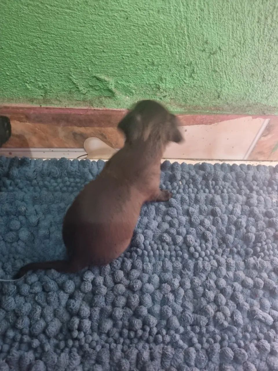 Pinche  - Foto 3