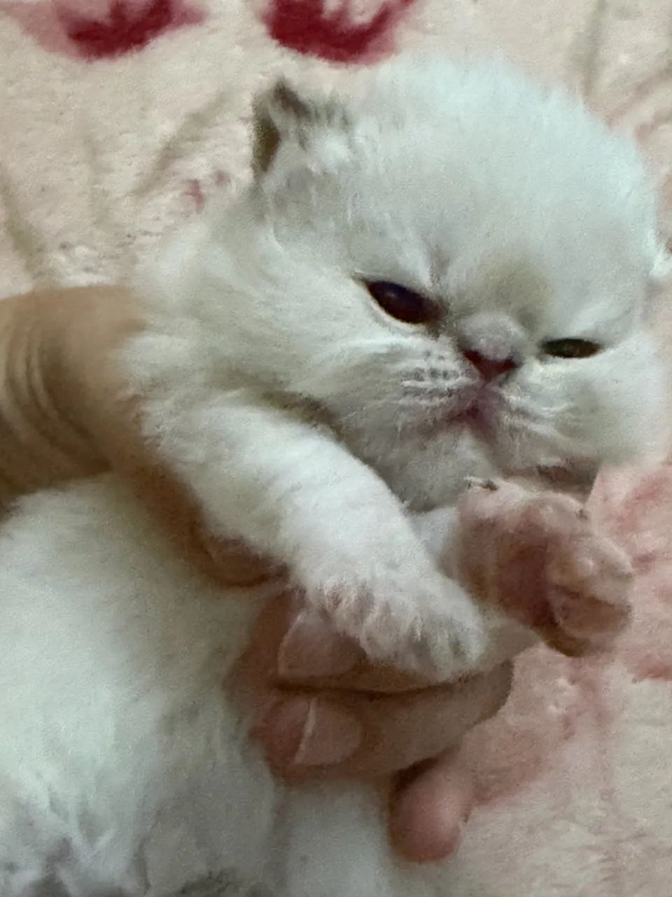 Filhotes de gato persa fêmea 