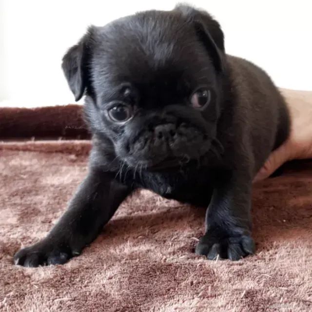Baby pug super dócil brincalhão e saudável vacinado em dia
