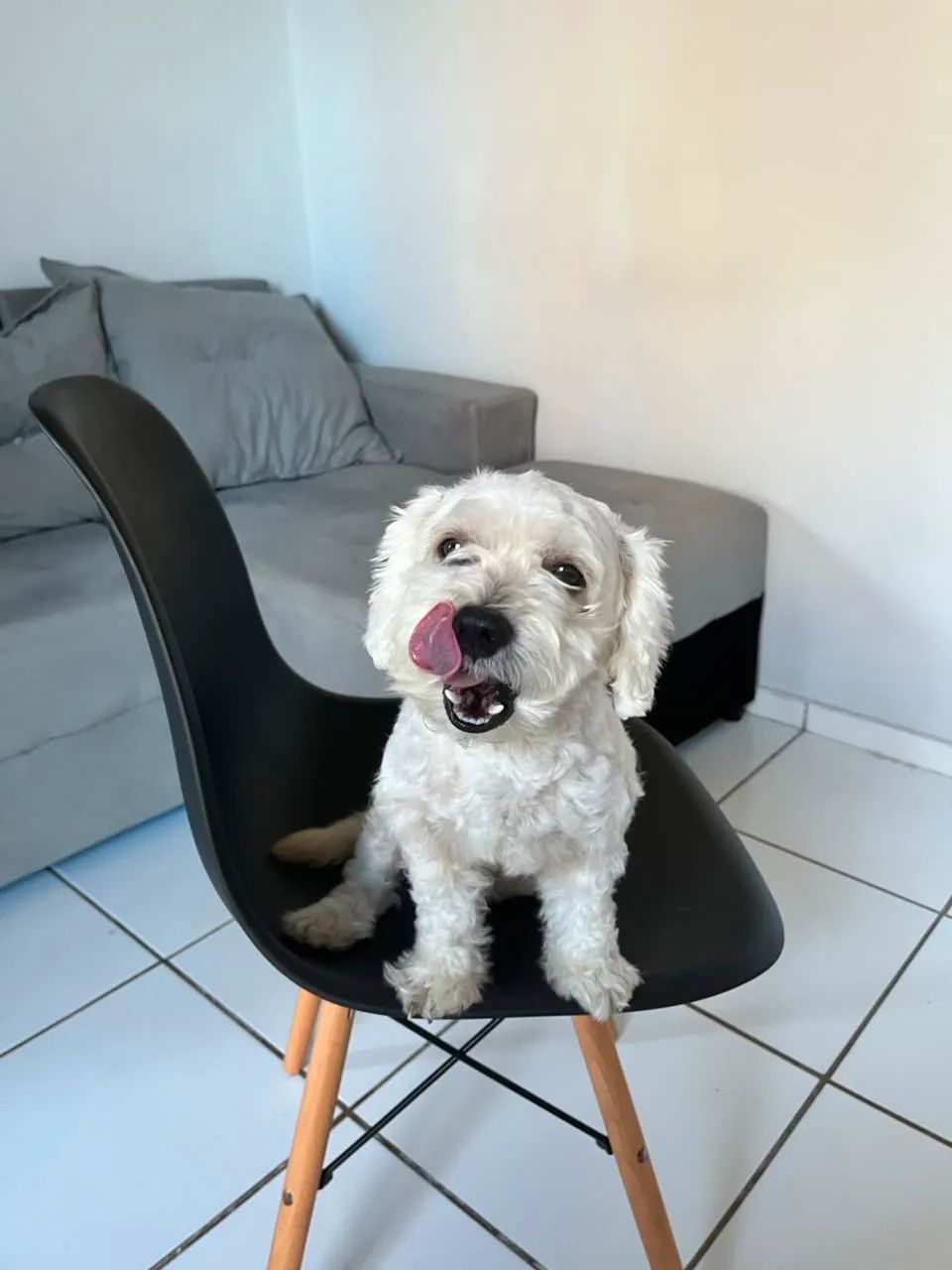 Cachorro  - Foto 2