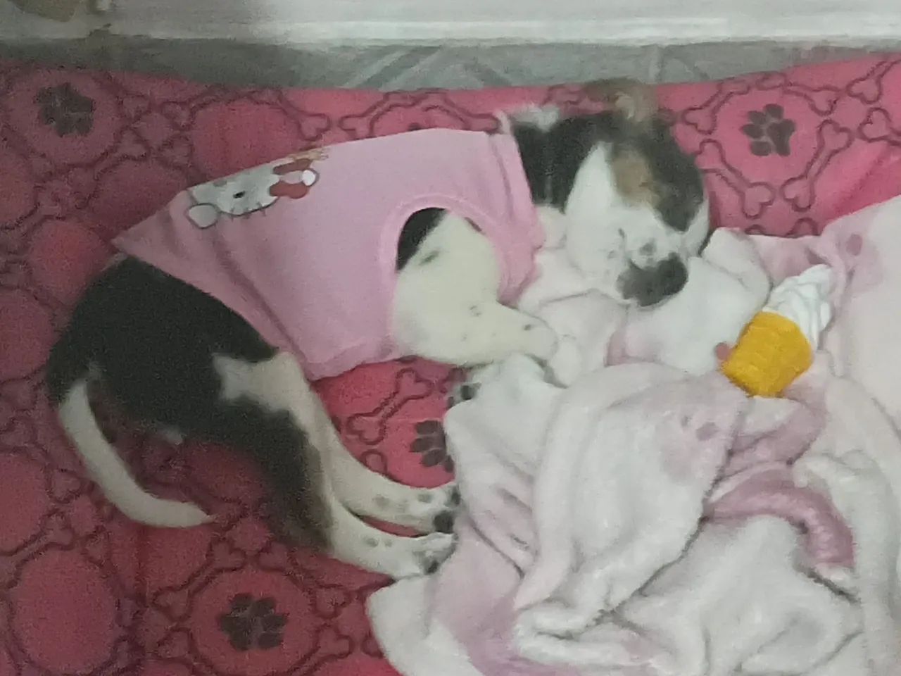 Adoção  responsável  - Foto 5